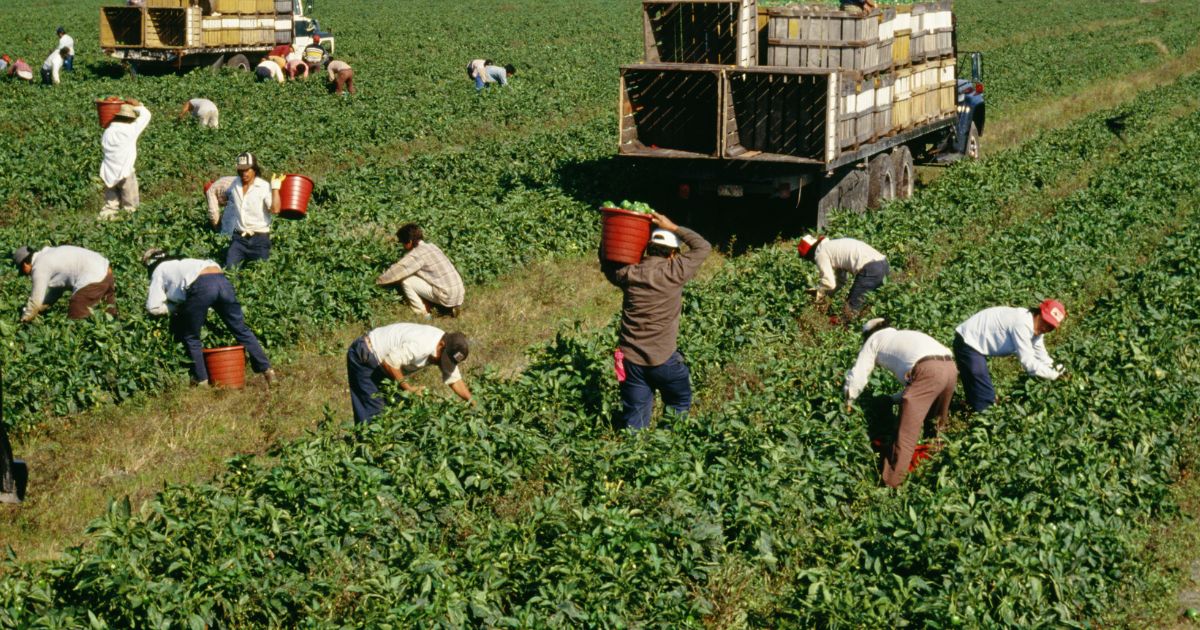 crop workers picking seasonal farm crops